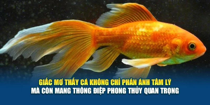 Giấc mơ thấy cá không chỉ phản ánh tâm lý mà còn mang thông điệp phong thủy quan trọng